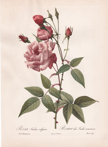 Vintage Pierre-Joseph Redoute roses and flowers